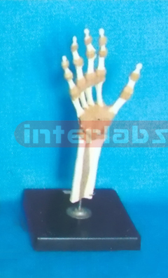 ADVANCED BIG L-ARM JOINT FUNCTIONAL MODEL (EUR)